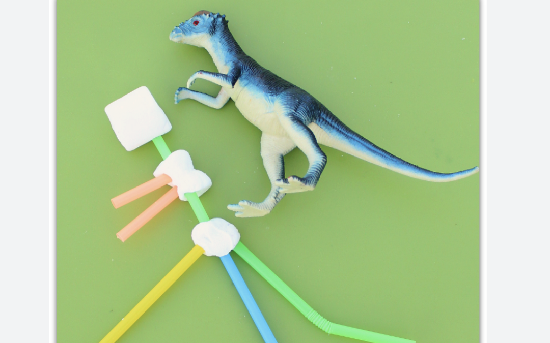 7/8 @ 10 AM Ages 11-18 Summer Program: FOSSIL FEST